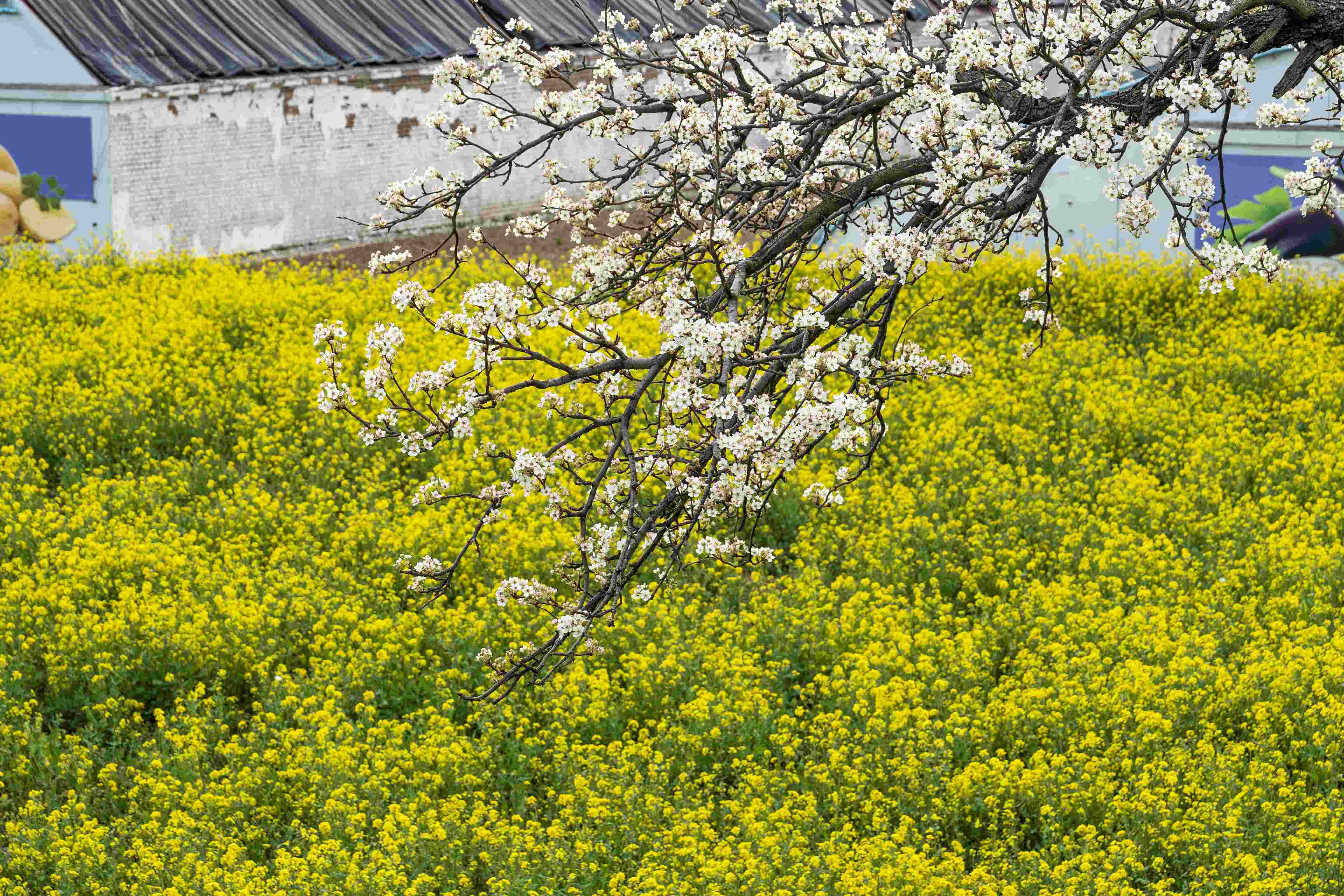 “千万工程新利体育入口”调研行 山西高平：和美城乡景色新(图5)